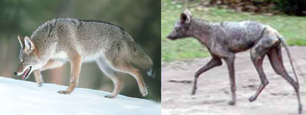 Coyote with mange